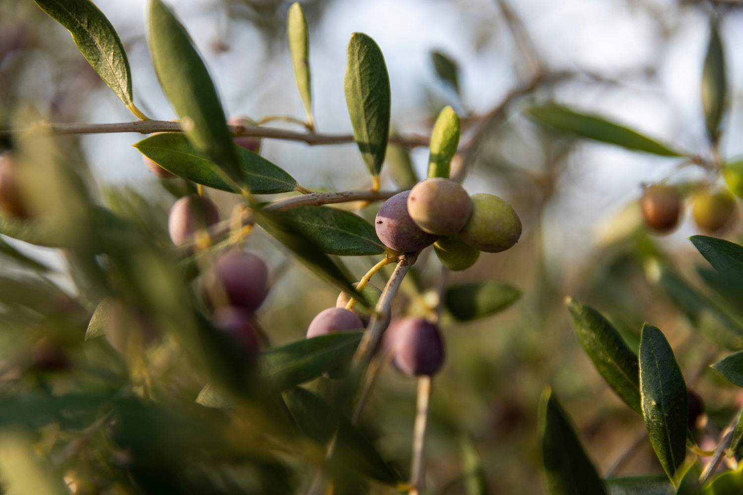 Benefits of Olive Oil