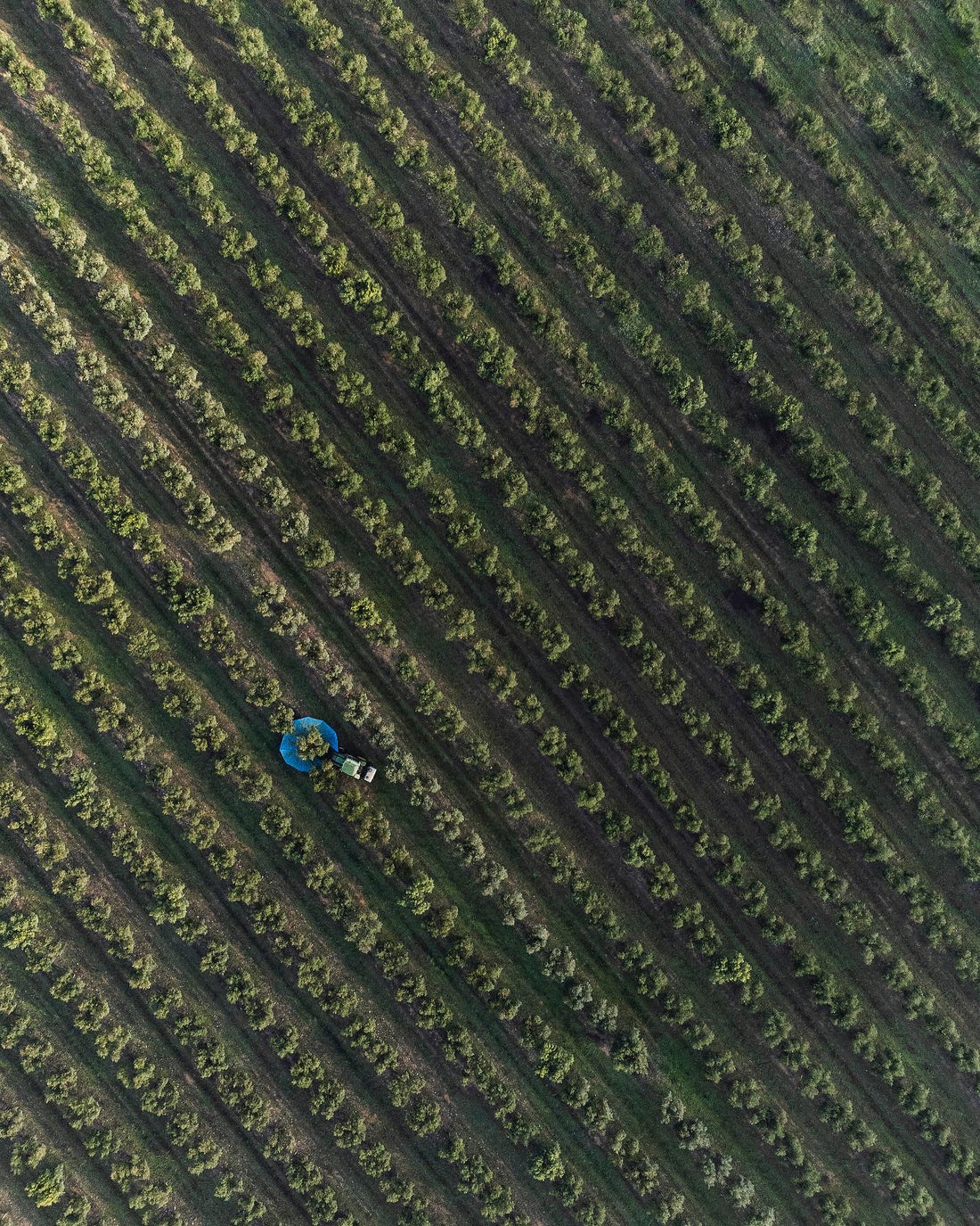 Annual Olive Harvest