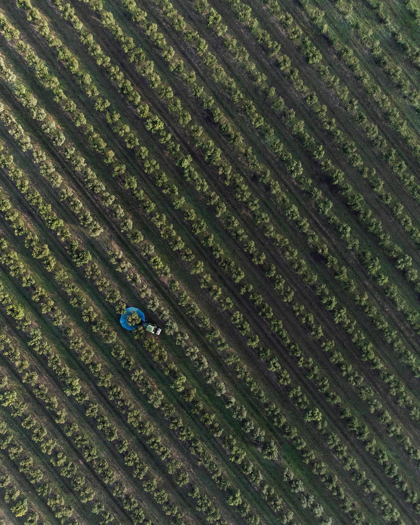 Annual Olive Harvest