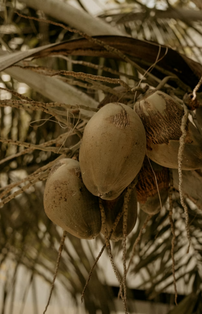 BAOBAB OIL