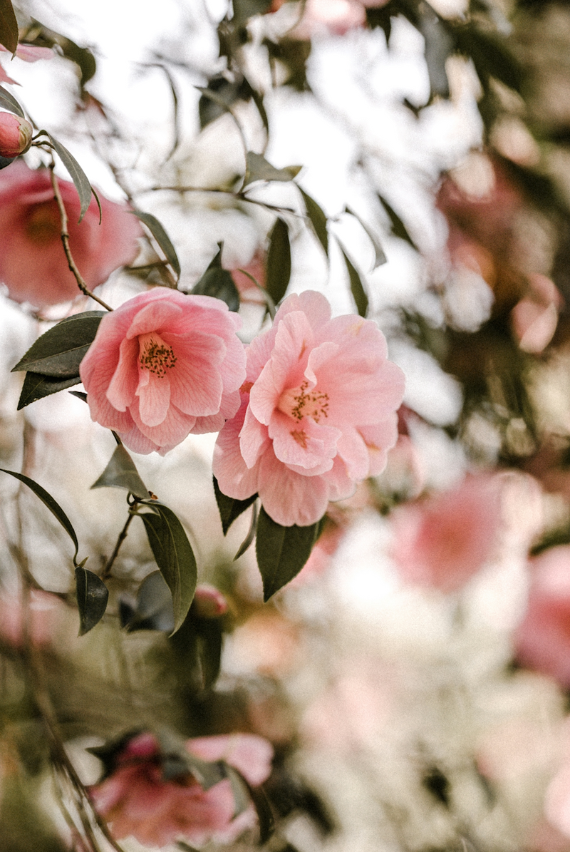ACEITE DE CAMELIA