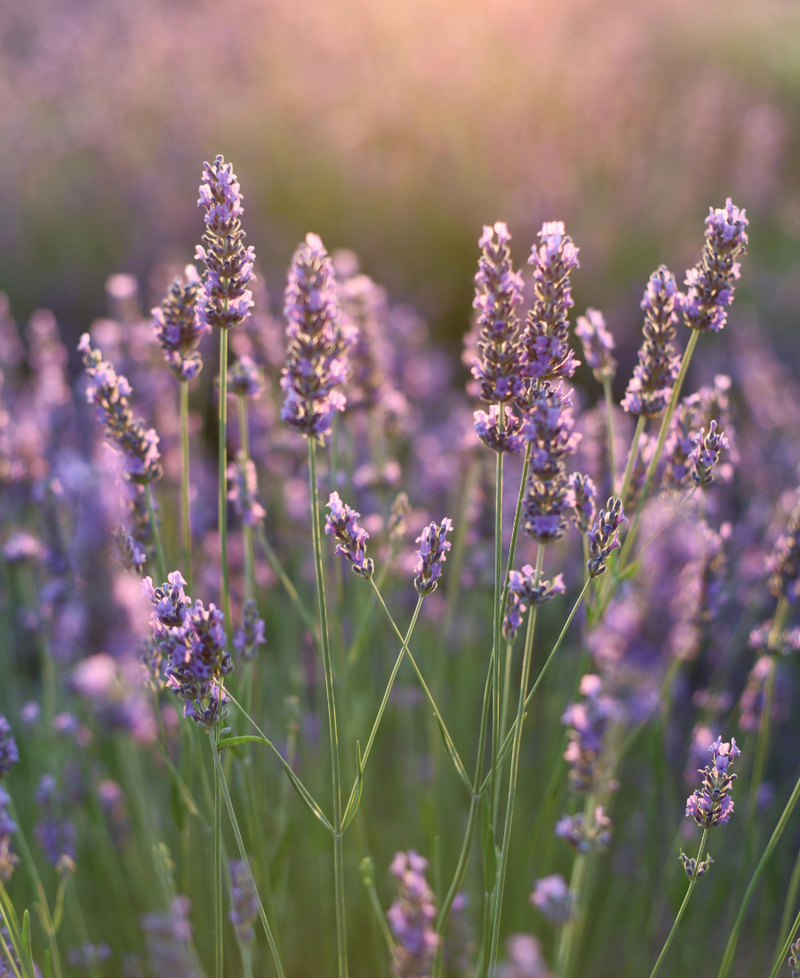 Lavanda