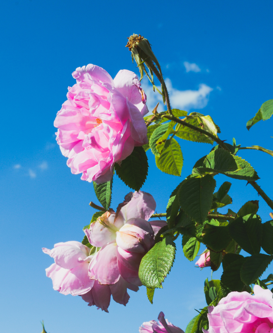 ORGANIC ROSE WATER