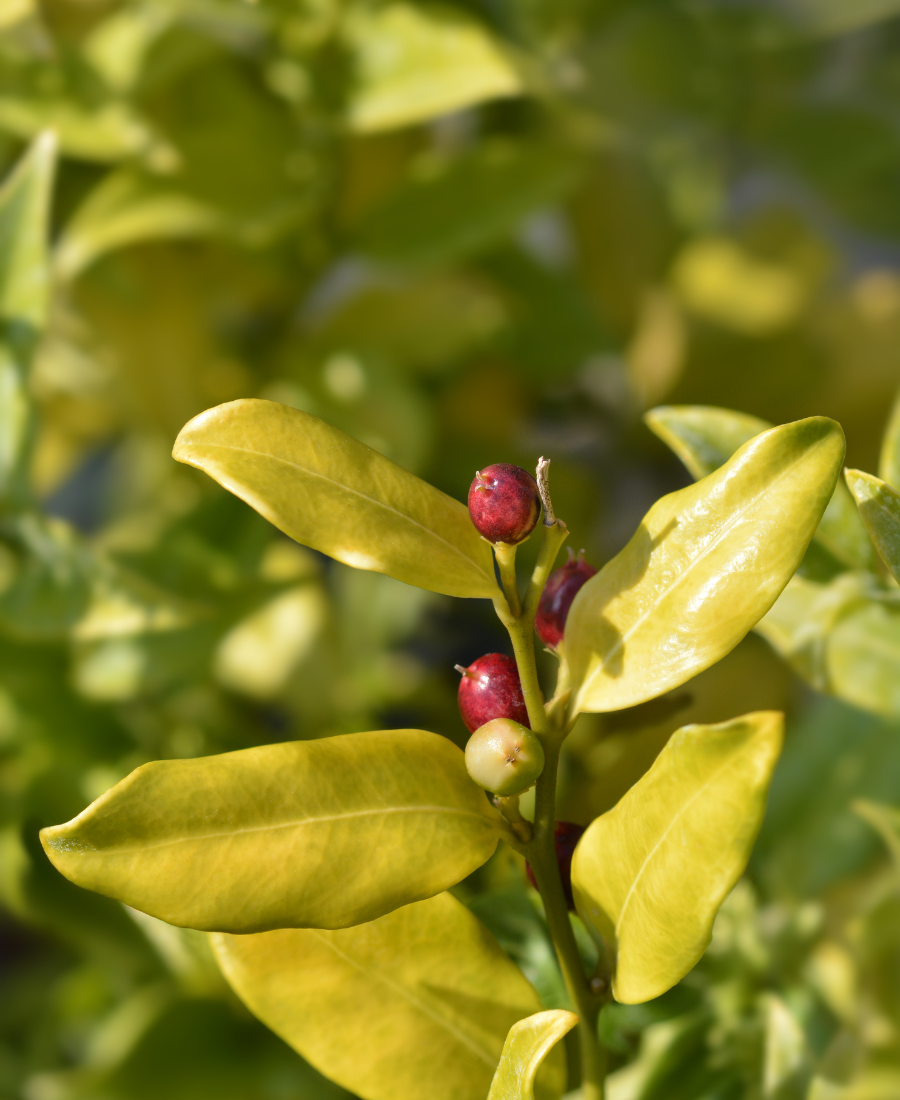 Wintergreen Essential Oil