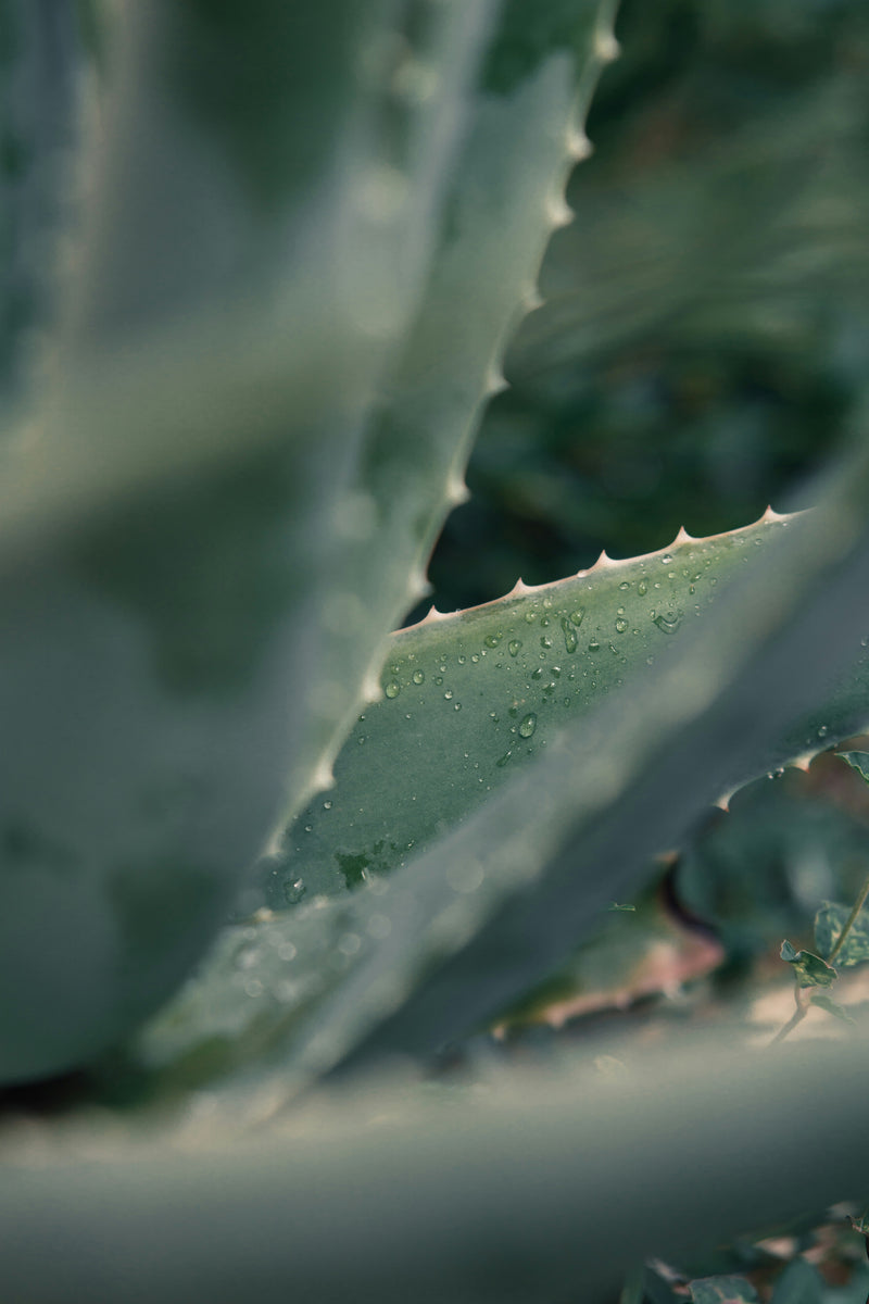 Aloe Vera