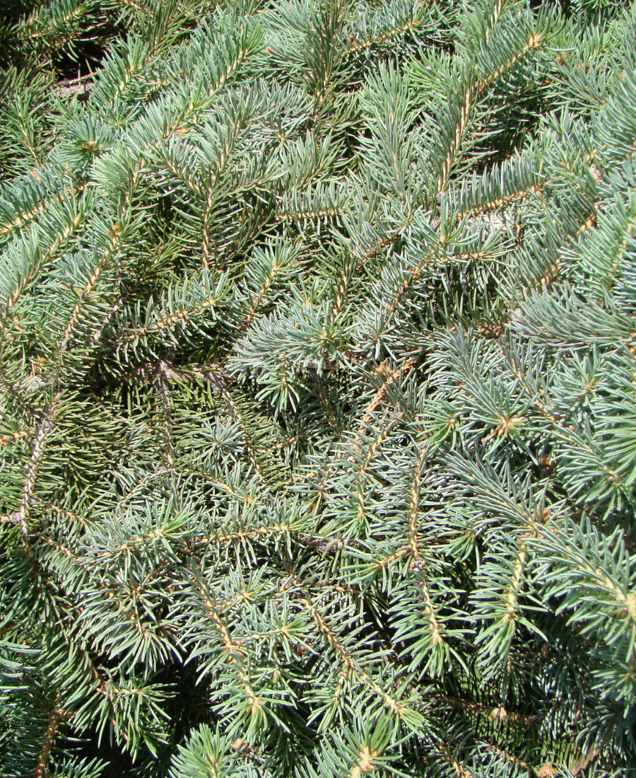 ATLAS CEDAR (CEDRUS ATLANTICA)