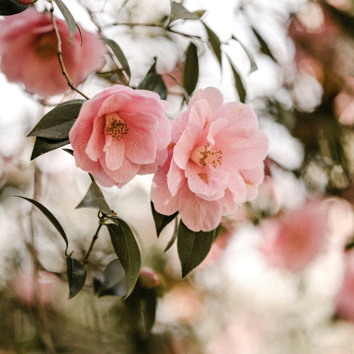 CAMELLIA SEED OIL