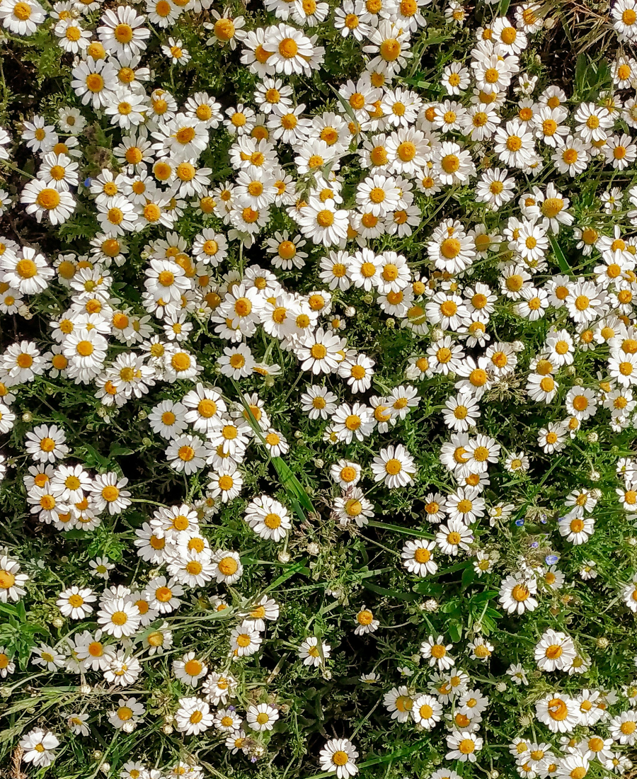 extracto de flor de manzanilla