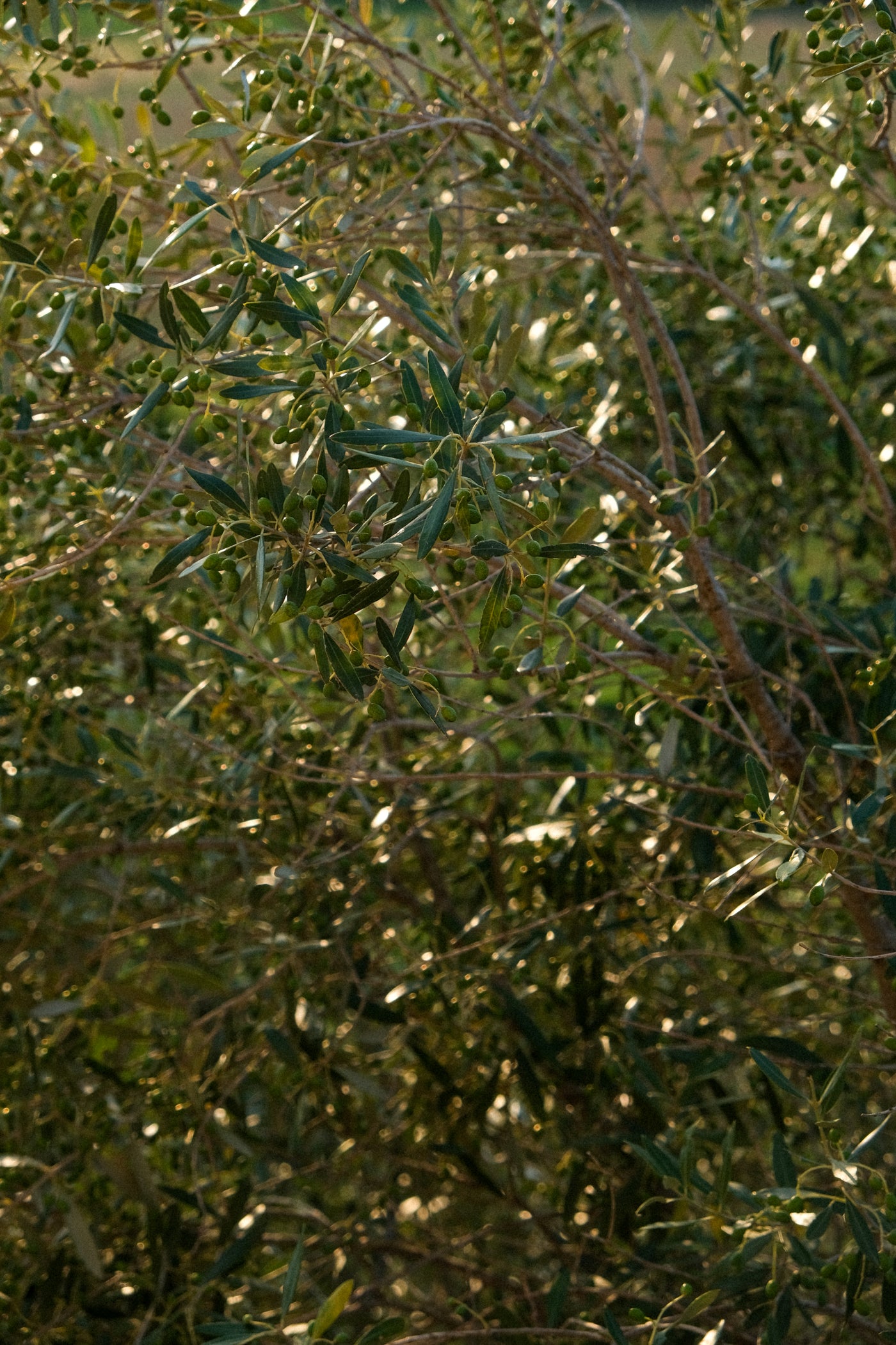 OLIVE OIL