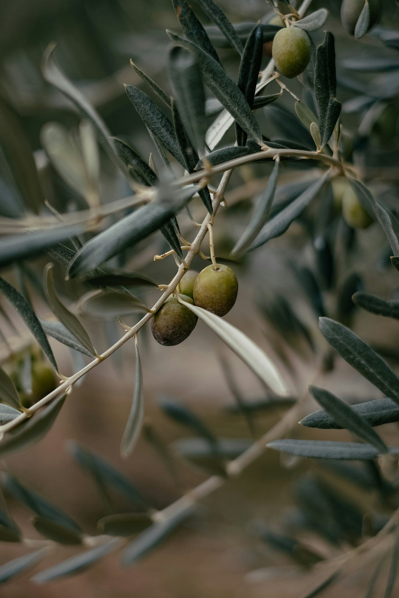 Olive Oil