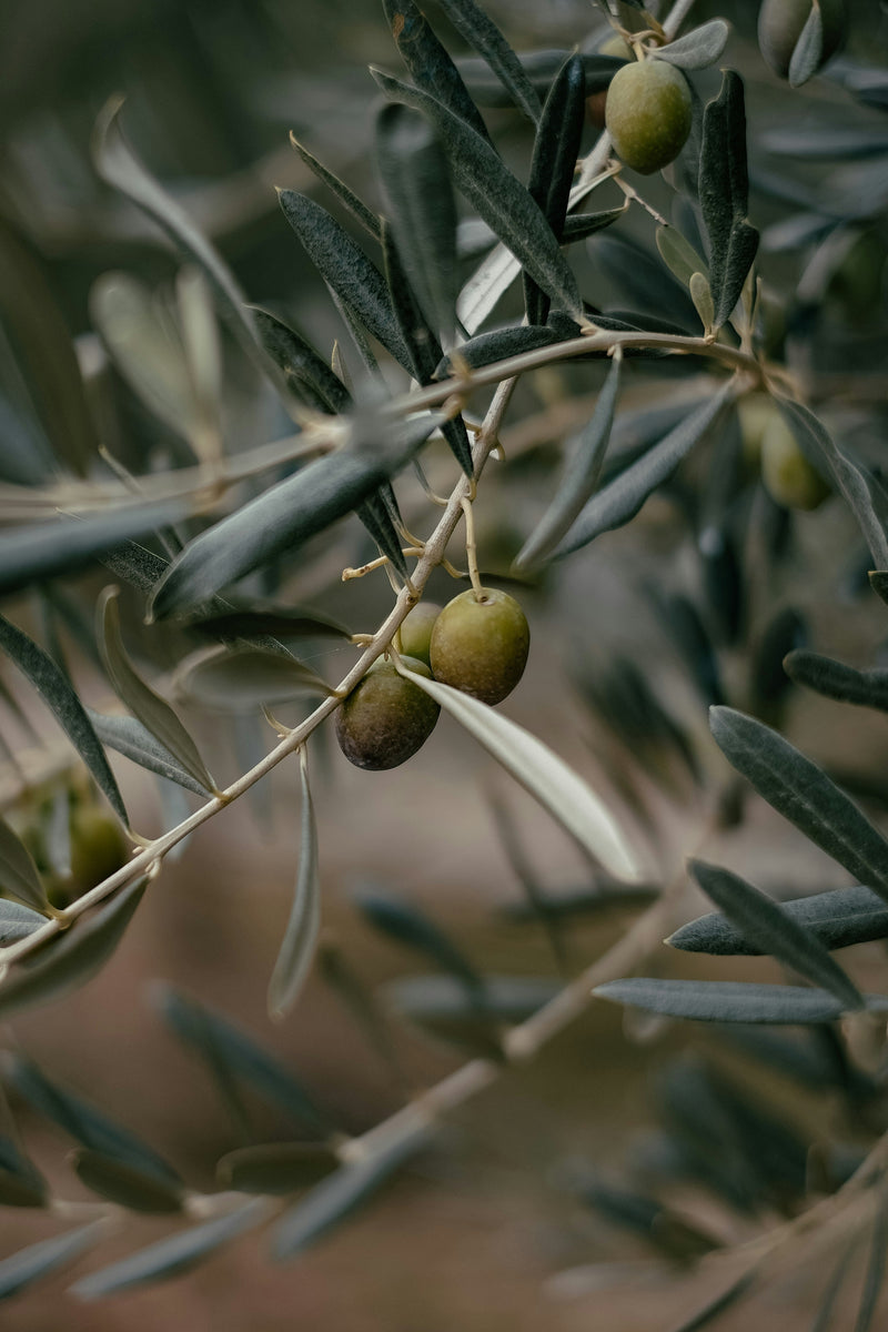 Olive oil