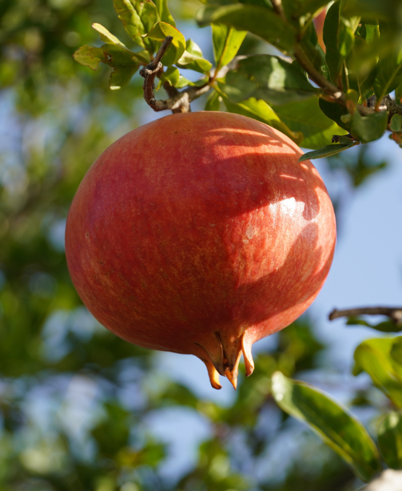 Aceite de semilla de granada 