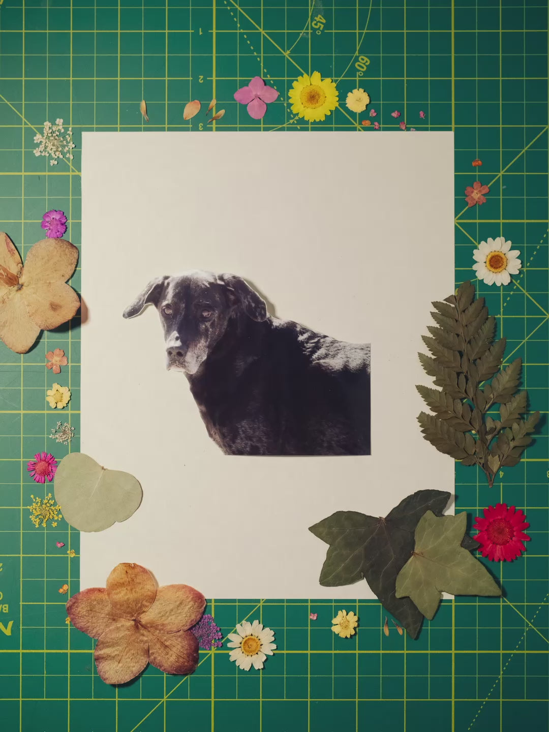 COLLAGE Y FLORES PRENSADAS x OCHO_TRES