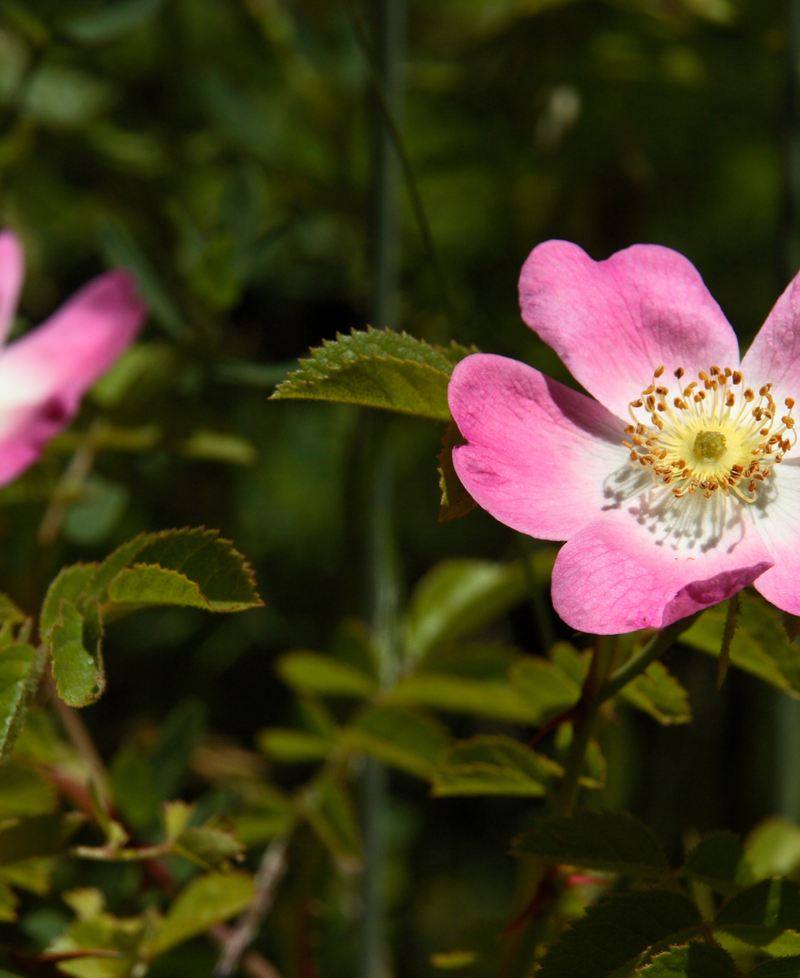Rosehip